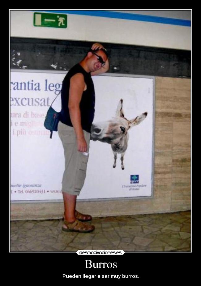 Burros - Pueden llegar a ser muy burros.