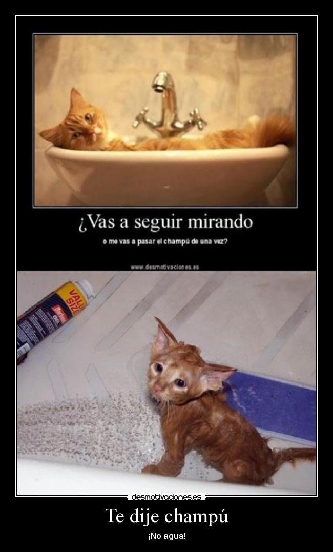Te dije champú -
