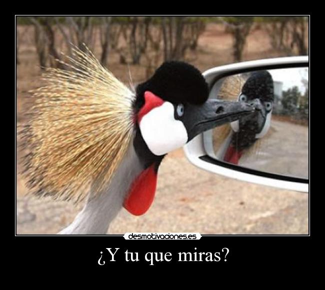 ¿Y tu que miras? -