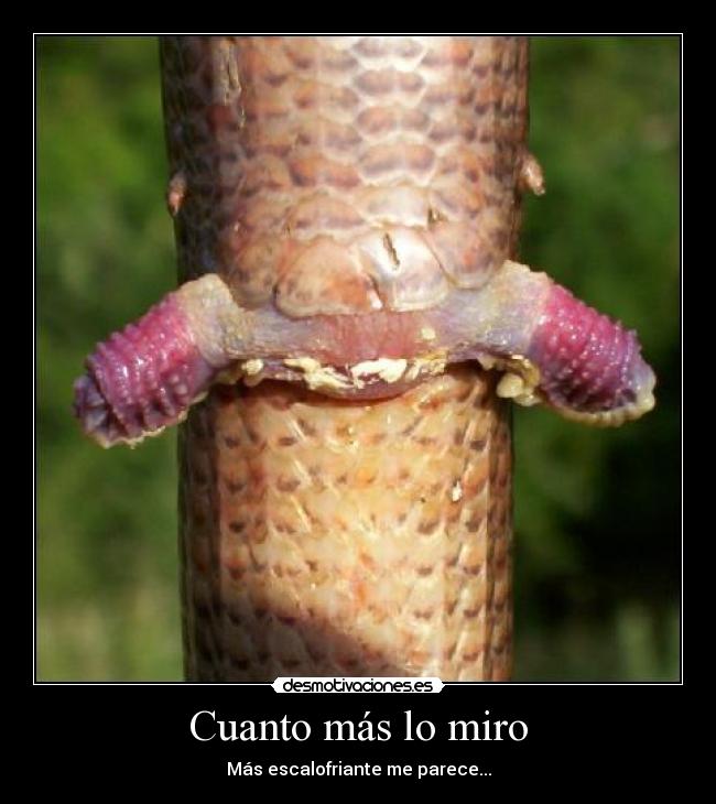 Cuanto más lo miro - Más escalofriante me parece...