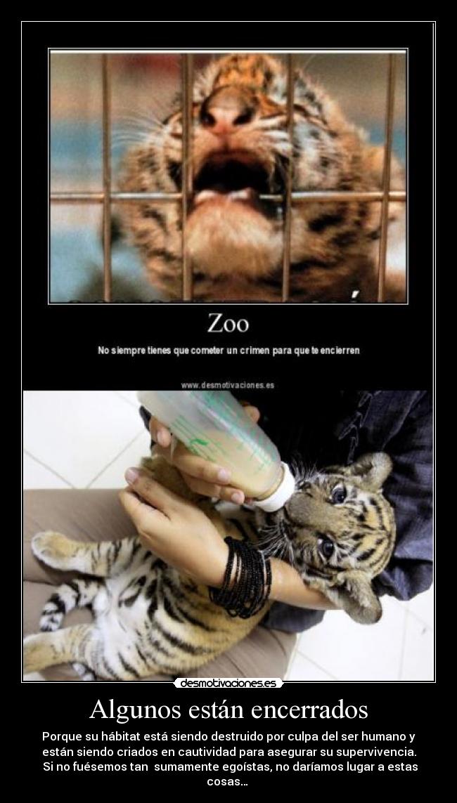 Algunos están encerrados - Porque su hábitat está siendo destruido por culpa del ser humano y
están siendo criados en cautividad para asegurar su supervivencia.
Si no fuésemos tan sumamente egoístas, no daríamos lugar a estas
cosas…