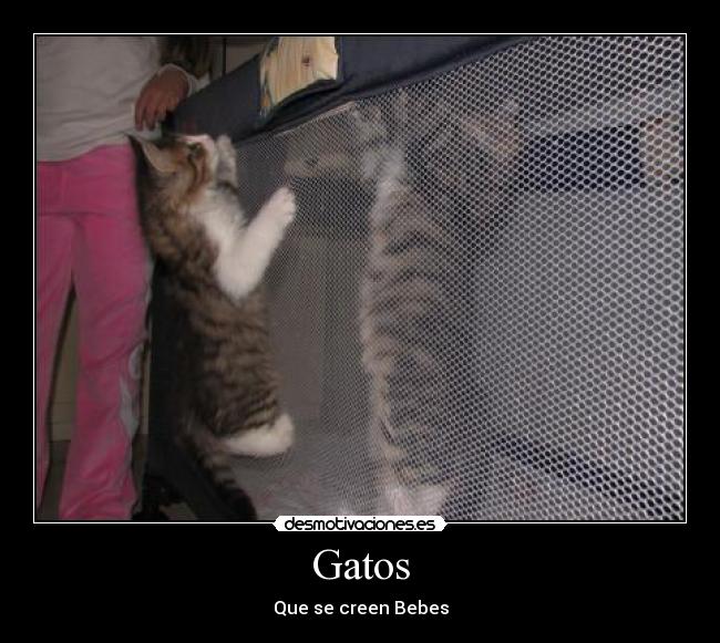 Gatos - Que se creen Bebes