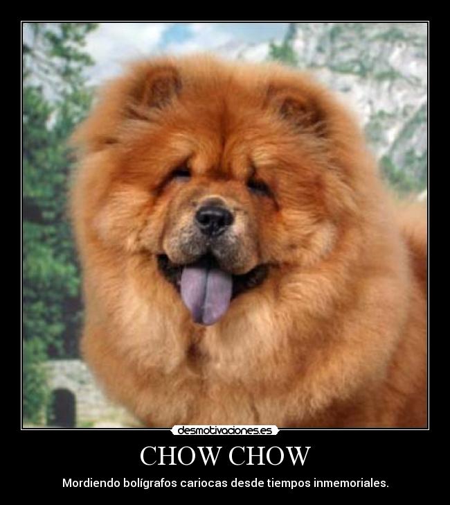 CHOW CHOW - Mordiendo bolígrafos cariocas desde tiempos inmemoriales.