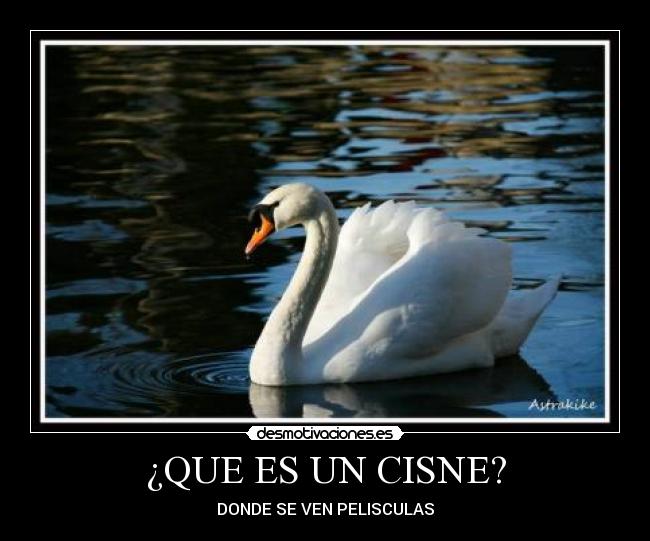 ¿QUE ES UN CISNE? - DONDE SE VEN PELISCULAS