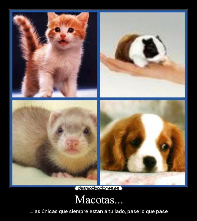 Macotas... - 