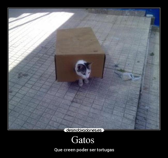 Gatos - Que creen poder ser tortugas