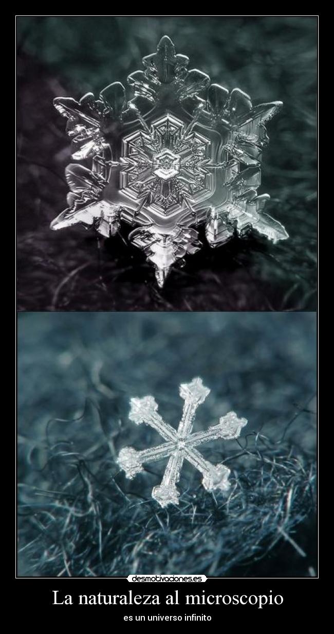 La naturaleza al microscopio -