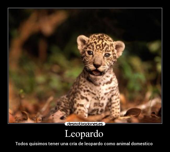 Leopardo - Todos quisimos tener una cría de leopardo como animal domestico
