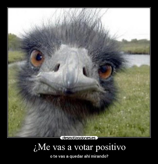 ¿Me vas a votar positivo -
