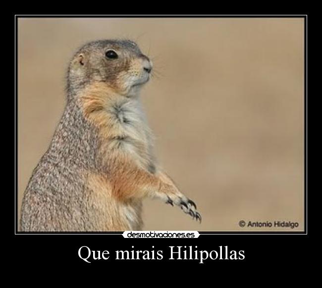 Que mirais Hilipollas -