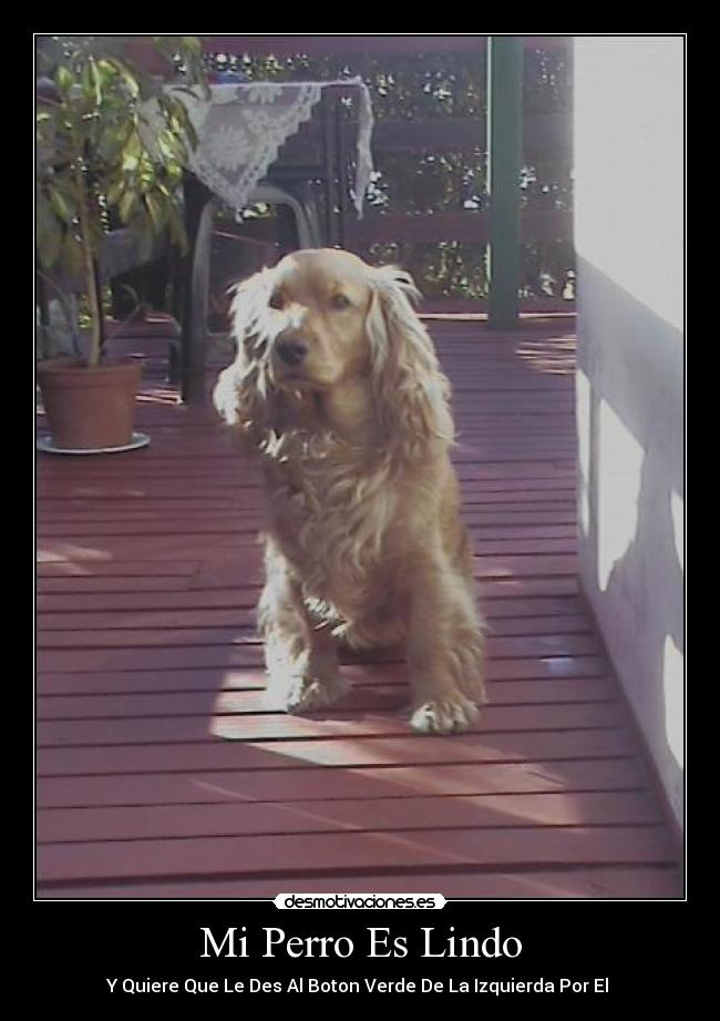 Mi Perro Es Lindo - 