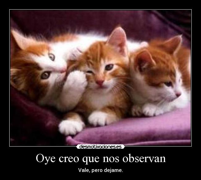 Oye creo que nos observan -