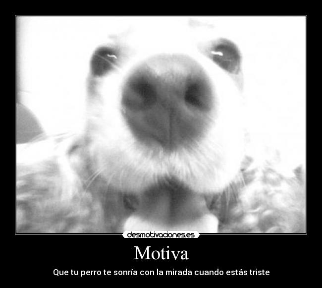 Motiva - Que tu perro te sonría con la mirada cuando estás triste