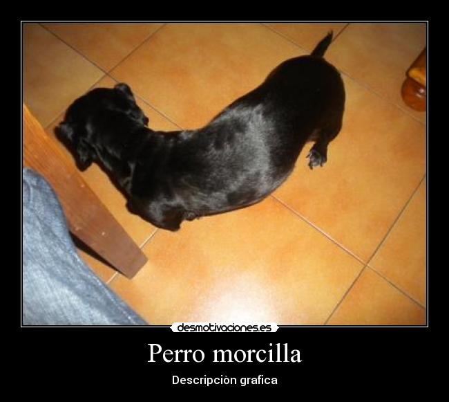 Perro morcilla -