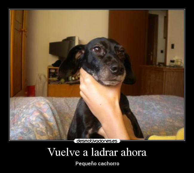 Vuelve a ladrar ahora - 