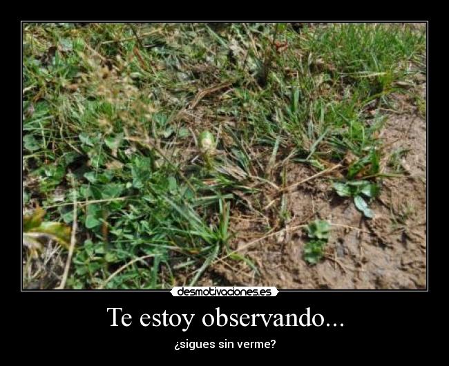 Te estoy observando... - ¿sigues sin verme?