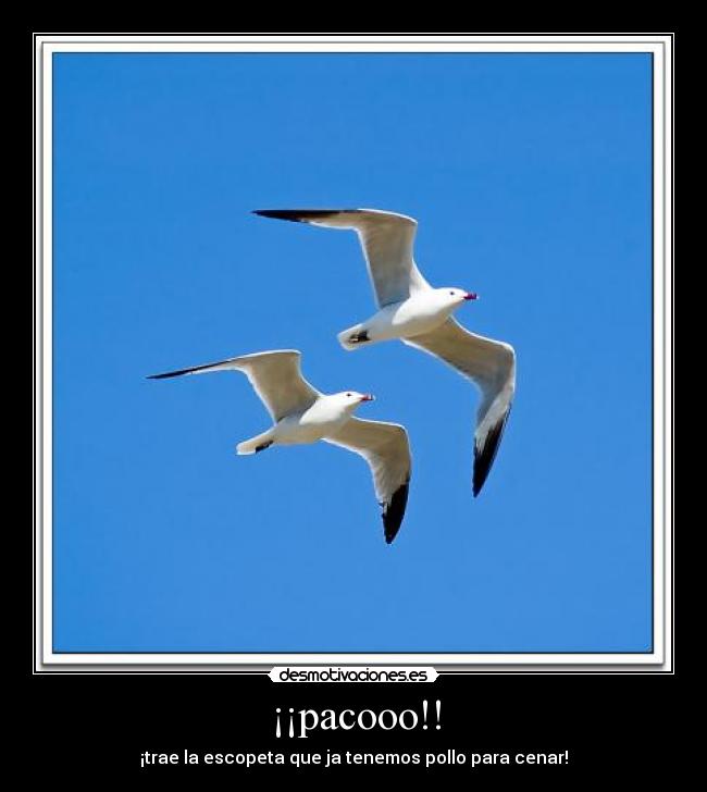 ¡¡pacooo!! -