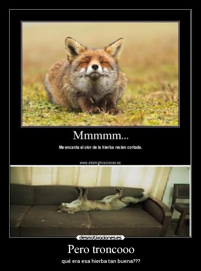 Pero troncooo - qué era esa hierba tan buena???
