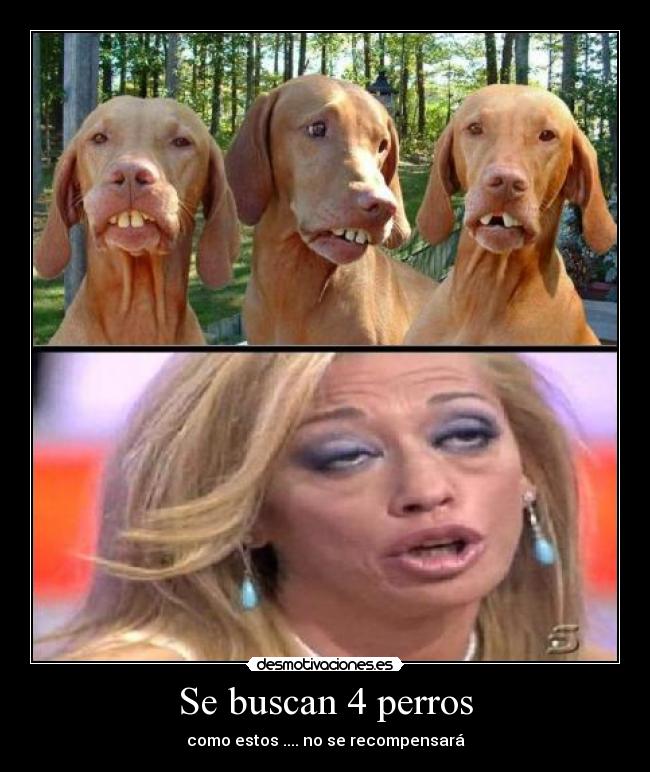 Se buscan 4 perros - como estos .... no se recompensará