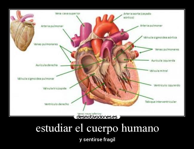 estudiar el cuerpo humano -