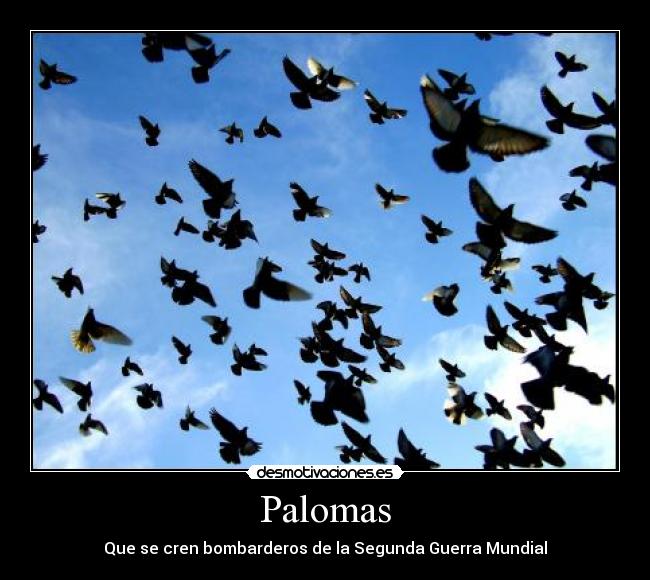 Palomas -
