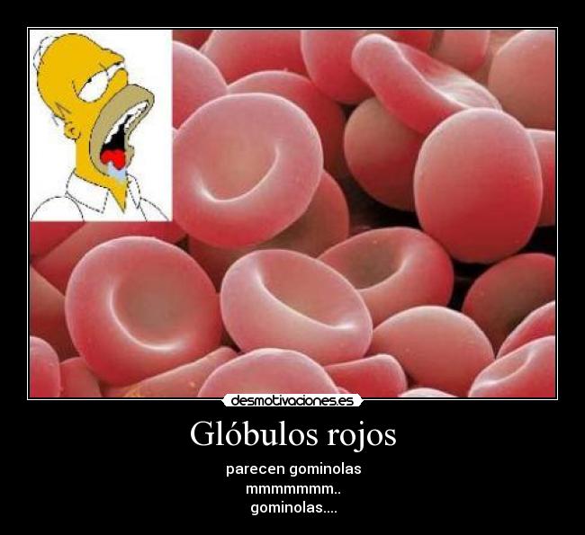 Glóbulos rojos -