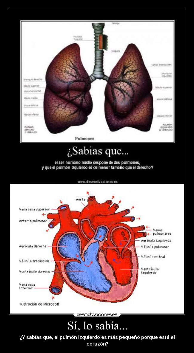 Sí, lo sabía... - ¿Y sabías que, el pulmón izquierdo es más pequeño porque está el corazón?