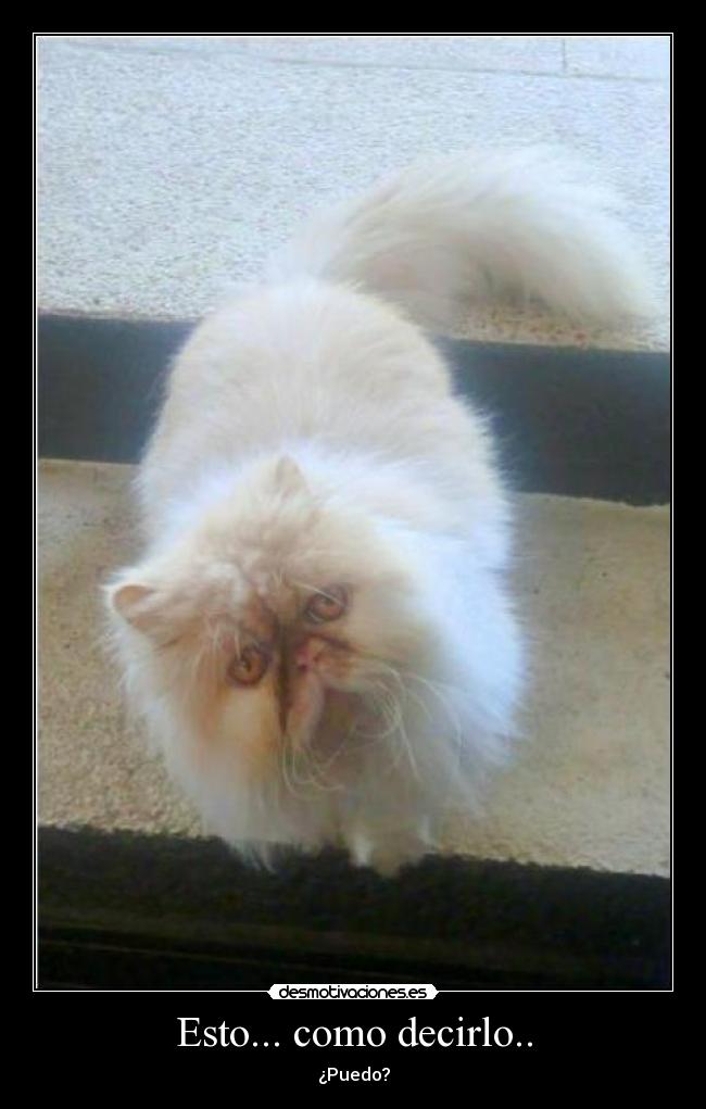 carteles principal pregunta gatoswalt_k desmotivaciones