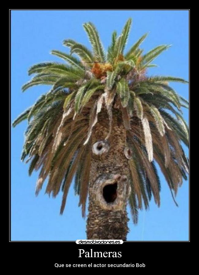 Palmeras -