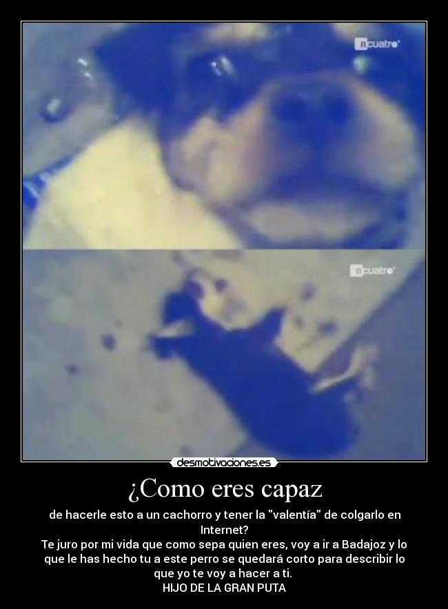 ¿Como eres capaz - de hacerle esto a un cachorro y tener la valentía de colgarlo en
Internet?
Te juro por mi vida que como sepa quien eres, voy a ir a Badajoz y lo
que le has hecho tu a este perro se quedará corto para describir lo
que yo te voy a hacer a ti.
HIJO DE LA GRAN PUTA