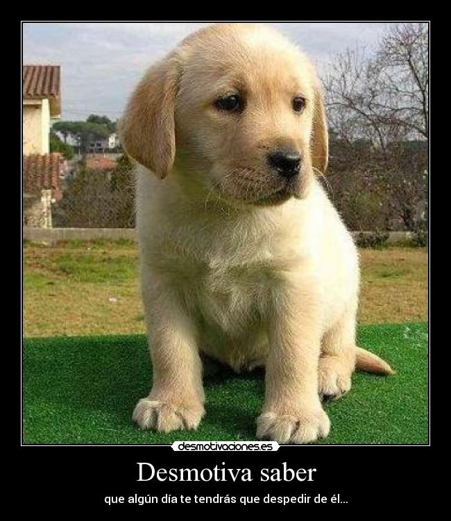 Desmotiva saber - que algún día te tendrás que despedir de él...