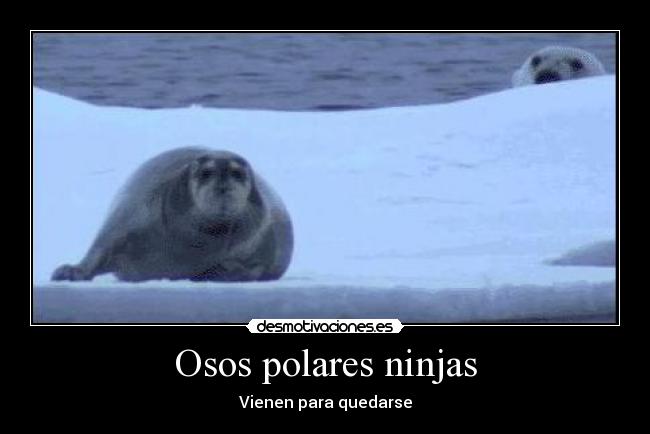 Osos polares ninjas - Vienen para quedarse