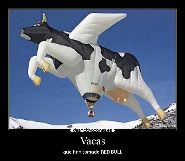 Vacas - que han tomado RED BULL