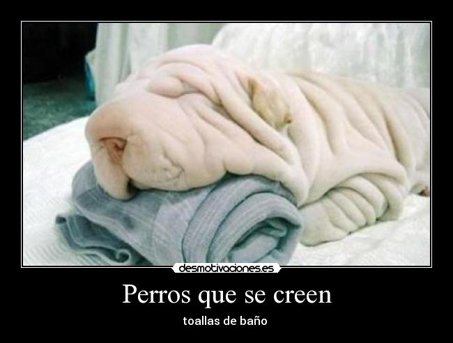 Perros que se creen - toallas de baño