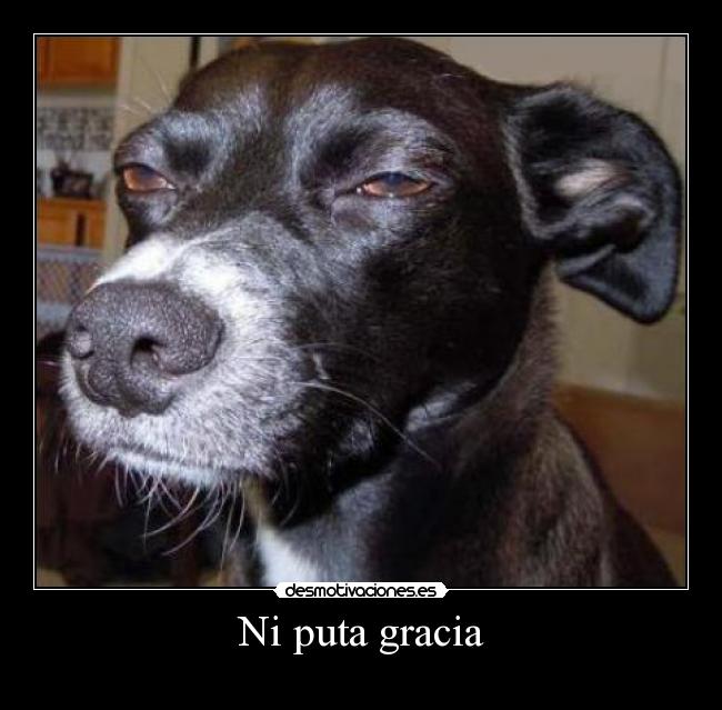 Ni puta gracia - 