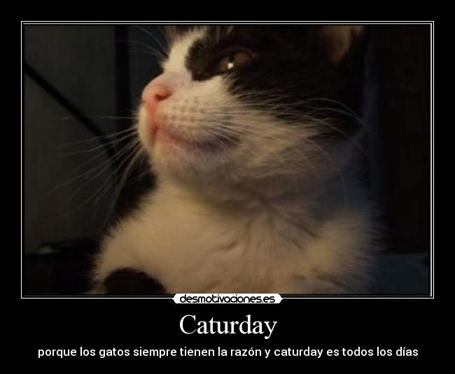 Caturday - porque los gatos siempre tienen la razón y caturday es todos los días