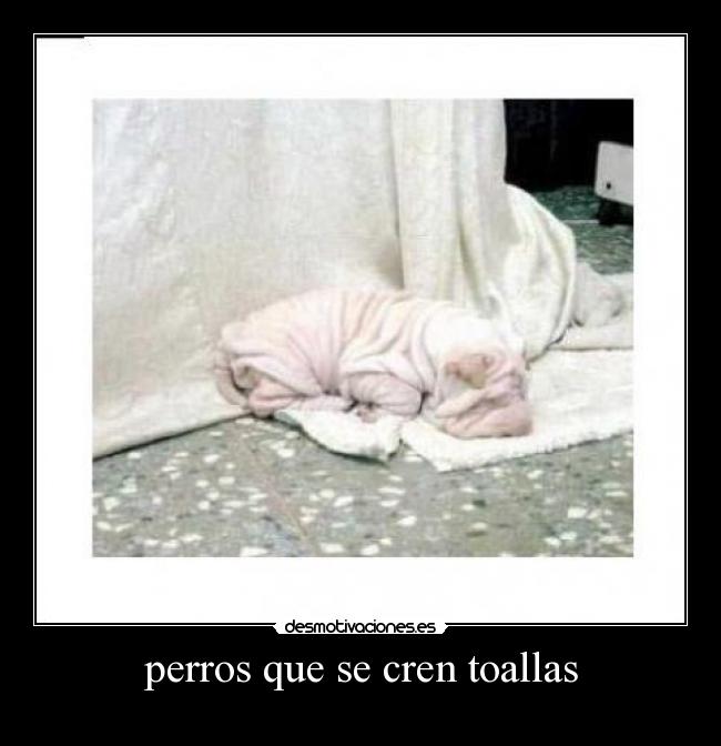 perros que se cren toallas - 
