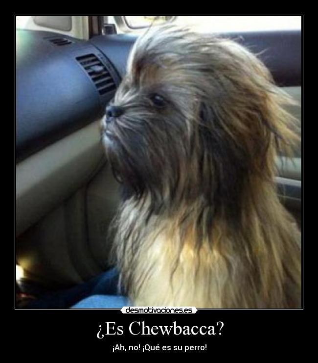 ¿Es Chewbacca? -
