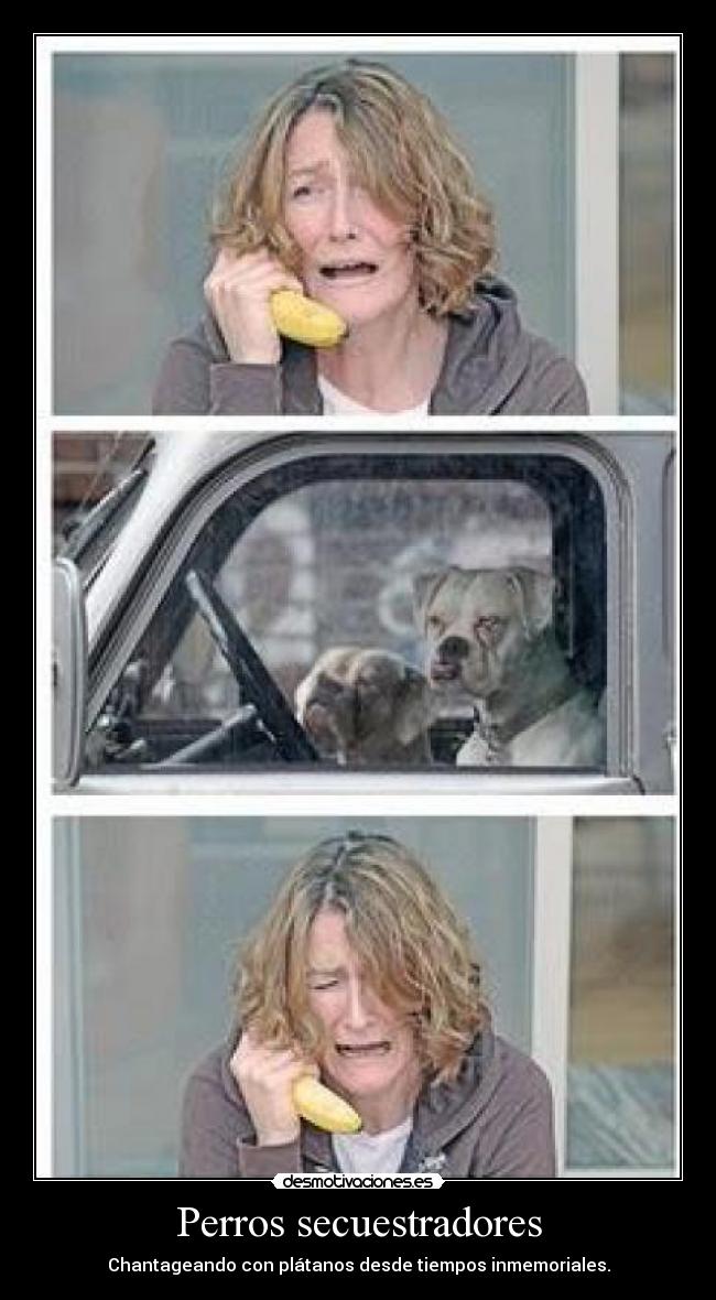 Perros secuestradores -