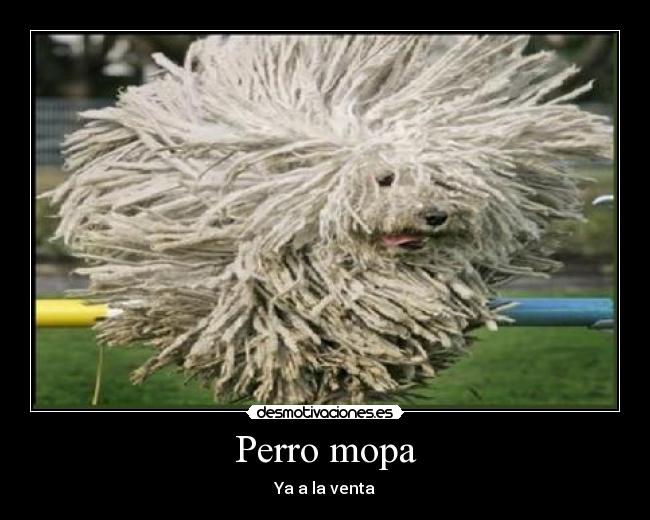 Perro mopa -