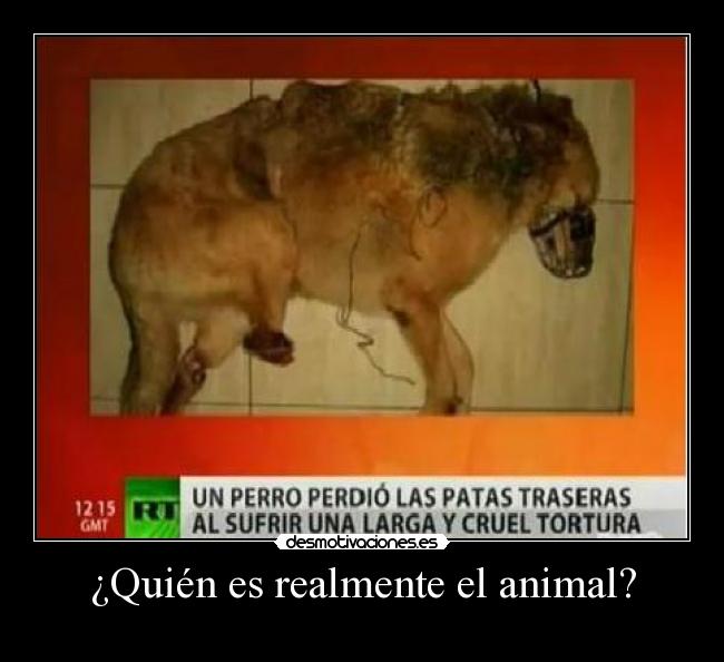 ¿Quién es realmente el animal? - 