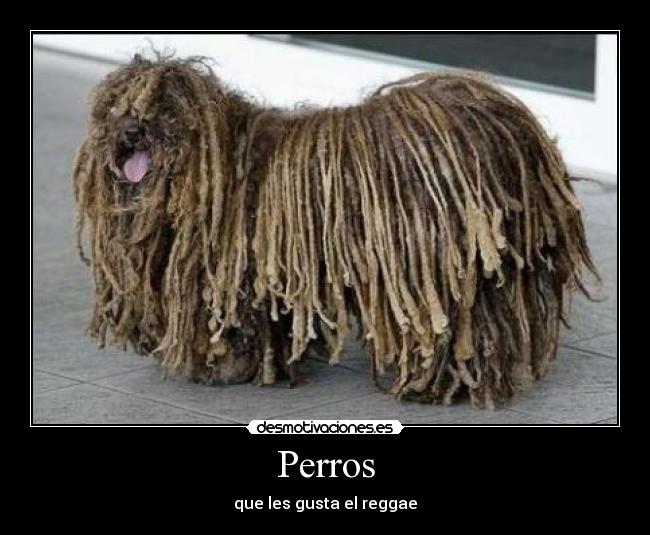 Perros -