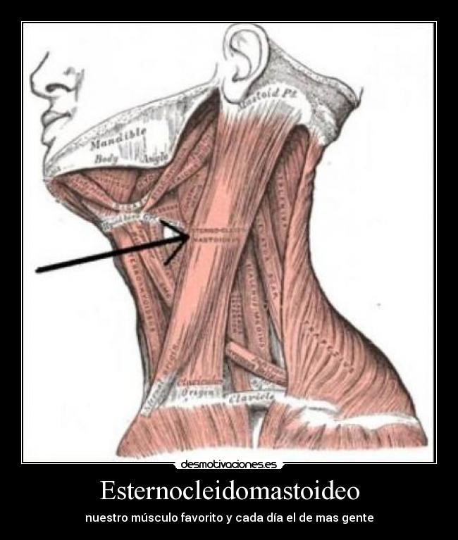 Esternocleidomastoideo - nuestro músculo favorito y cada día el de mas gente