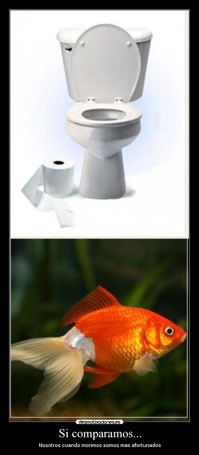 Si comparamos... - Nosotros cuando morimos somos mas afortunados