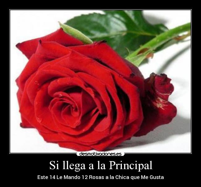 Si llega a la Principal - Este 14 Le Mando 12 Rosas a la Chica que Me Gusta