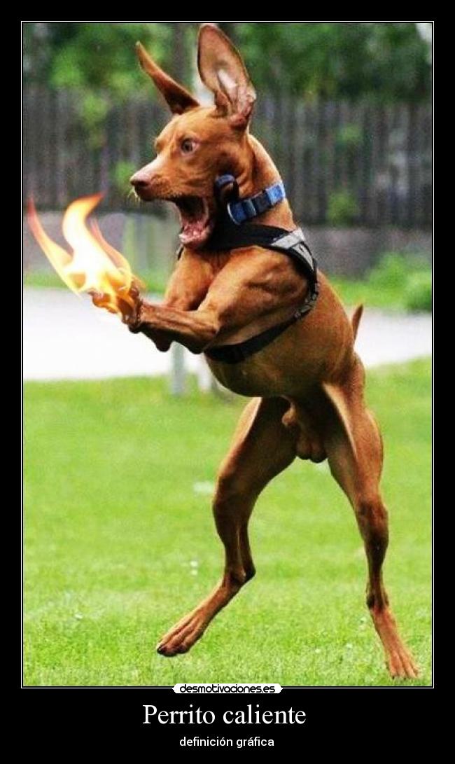 Perrito caliente  - definición gráfica 