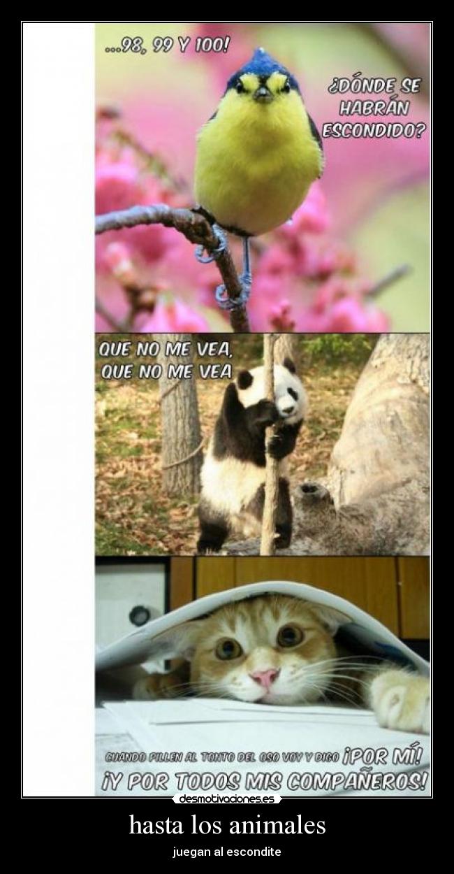 hasta los animales - juegan al escondite