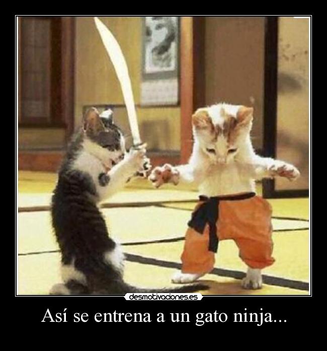 Así se entrena a un gato ninja... - 