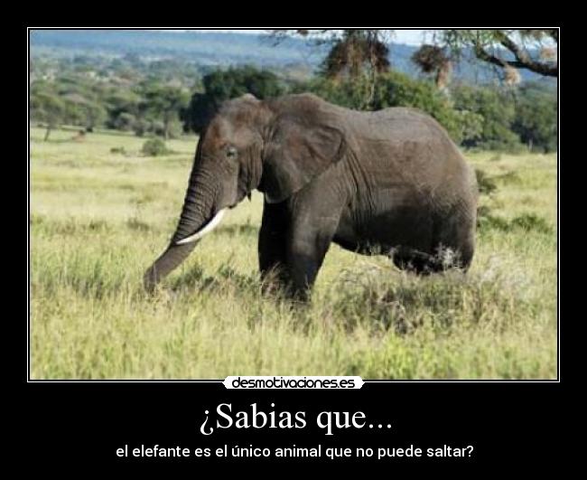 ¿Sabias que... - 