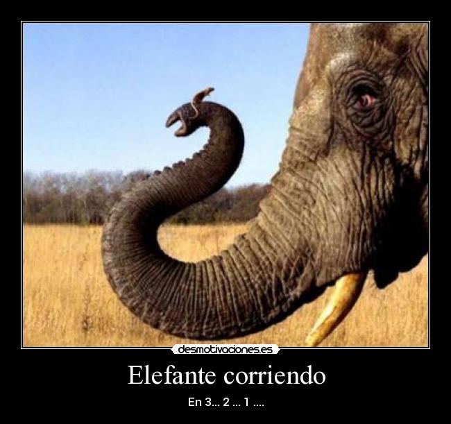 Elefante corriendo - 